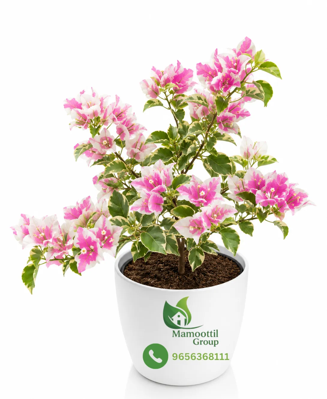 Pink Cluster Profile